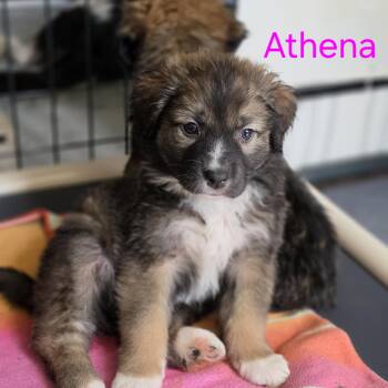 Great Pyrenees and Border Collie Dogs Available for Adoption in Blairstown, New Jersey - Athena  | PetCurious