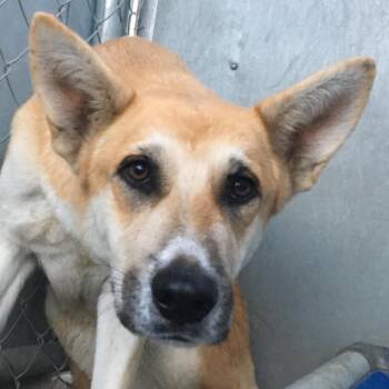 Mixed Breed Dogs Available for Adoption in Las Cruces, New Mexico - Nola | PetCurious