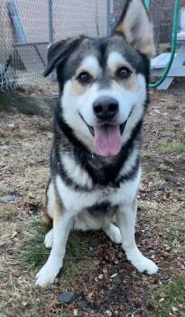 Rescue Husky Dogs for Adoption in Pomona, New York - Nanook | PetCurious