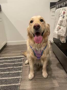 Golden Retriever Dogs Available for Adoption - Oakley | PetCurious