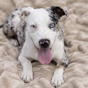 Mixed Breed Dogs Available for Adoption in Pelham, New Hampshire - Remmy  | PetCurious