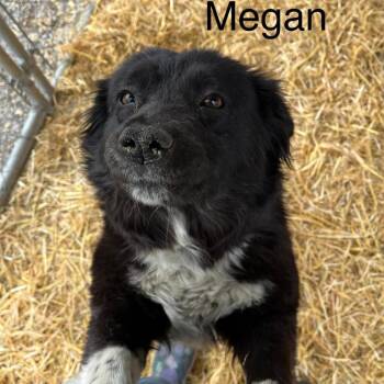 Megan -  Border Collie and Cardigan Welsh Corgi Dog for Adoption in Phoenix, Arizona - Megan | PetCurious