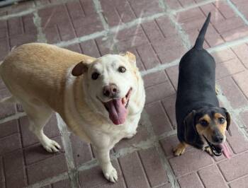 Labrador Retriever Dogs Available for Adoption in Locust Fork, Alabama - Marge And Homer | PetCurious