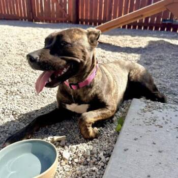 Maudi -  Pit Bull Terrier Dog for Adoption in Lander, Wyoming - Maudi | PetCurious