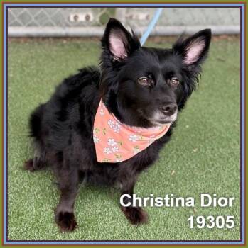 Border Collie and Pembroke Welsh Corgi Dogs Available for Adoption in Marietta, Georgia - CHRISTINA DIOR | PetCurious