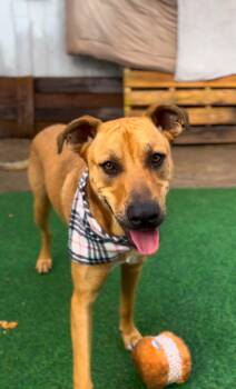 Rescue Black Mouth Cur Dogs for Adoption in Houston, Texas - Cashew | PetCurious