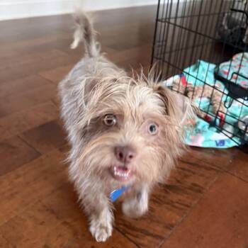 Fried Chicken -  Yorkshire Terrier and Cairn Terrier Dog for Adoption in Midlothian, Virginia - Fried Chicken | PetCurious
