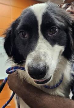 WILLOW -  Border Collie and Great Pyrenees Dog for Adoption - WILLOW | PetCurious