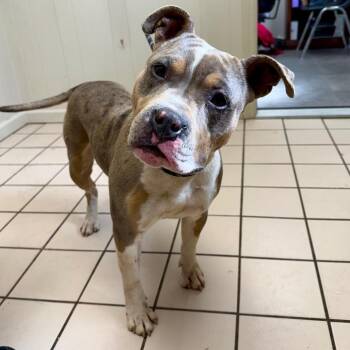 Calista -  Pit Bull Terrier and Mixed Breed Dog for Adoption in Tuscaloosa, Alabama - Calista | PetCurious