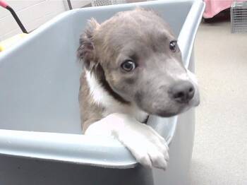 Australian Shepherd and Mixed Breed Dogs Available for Adoption - BURRITO | PetCurious