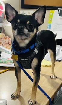 Rescue Chihuahua Dogs for Adoption in Mundelein, Illinois - Prince | PetCurious