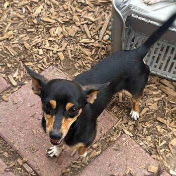 Rescue Rat Terrier and Chihuahua Dogs for Adoption in Park Row, Texas - Bugs | PetCurious