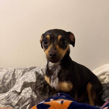 Rye -  Jack Russell Terrier and Chihuahua Dog for Adoption in West Palm Beach, Florida - Rye | PetCurious
