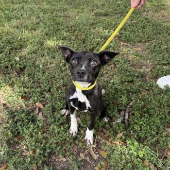 Squatted Limo -  Dachshund and Chihuahua Dog for Adoption in Carencro, Louisiana - Squatted Limo | PetCurious