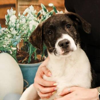 Hound Dogs Available for Adoption - Cletus Aka Butter | PetCurious