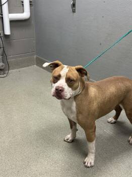 SCOUT -  Pit Bull Terrier Dog for Adoption in Las Vegas, Nevada - SCOUT | PetCurious