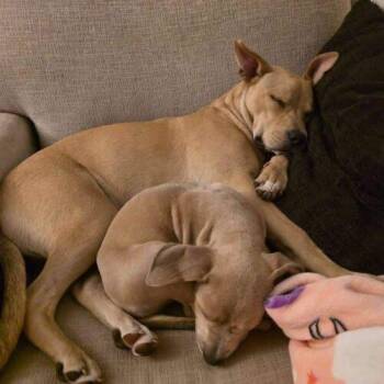 Serafina -  Pit Bull Terrier Dog for Adoption in Broken Arrow, Oklahoma - Serafina | PetCurious