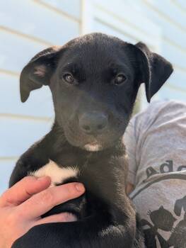 Obsidian -  Black Labrador Retriever and Mixed Breed Dog for Adoption in Fenton, Michigan - Obsidian | PetCurious