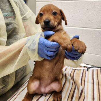 Mixed Breed Dogs Available for Adoption in Murray, Utah - Beth | PetCurious