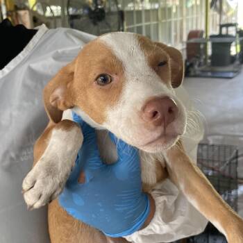 Strawberry -  Shepherd Dog for Adoption in Edinburg, Texas - Strawberry | PetCurious