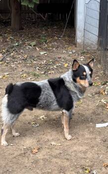 Ferris -  Australian Cattle Dog Blue Heeler Dog for Adoption in South Hempstead, New York - Ferris | PetCurious