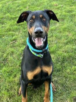 Doberman Pinscher Dogs Available for Adoption - BARON | PetCurious
