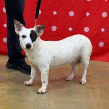 KELLI -  Terrier and Corgi Dog for Adoption in Waterford, New Jersey - KELLI | PetCurious