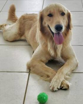 Rescue Golden Retriever Dogs for Adoption in Harrison, New York - Simba | PetCurious