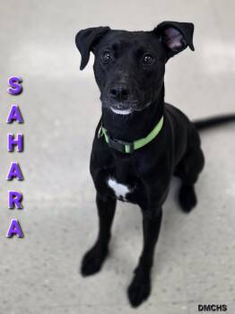 Rescue Labrador Retriever and Mixed Breed Dogs for Adoption in Burlington, Iowa - Sahara | PetCurious
