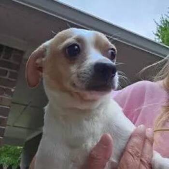 Tank 2026-328 -  Chihuahua Dog for Adoption in Winder, Georgia - Tank 2026-328 | PetCurious