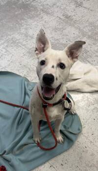 *Park* -  Australian Cattle Dog Blue Heeler Dog for Adoption in Salt Lake City, Utah - *Park* | PetCurious