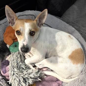 Johdi -  Jack Russell Terrier Dog for Adoption - Johdi | PetCurious