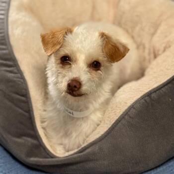 Terrier and Chihuahua Dogs Available for Adoption in Goleta, California - Nutella | PetCurious