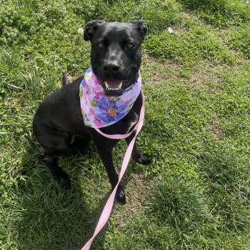 Black Labrador Retriever and Boxer Dogs Available for Adoption in Springfield, Missouri - Hazel May | PetCurious