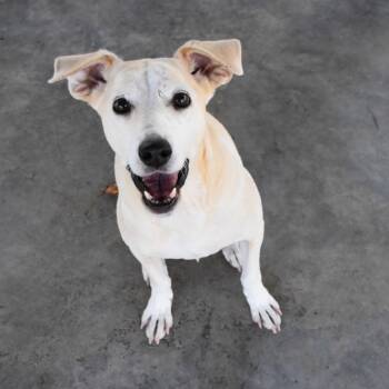 Rescue Mixed Breed Dogs for Adoption in Columbus, North Carolina - Mercy | PetCurious