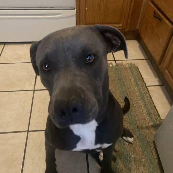 Sissy -  Pit Bull Terrier and Labrador Retriever Dog for Adoption in Yuma, Arizona - Sissy | PetCurious