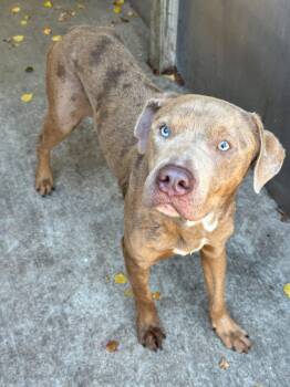 Brigadier -  Pit Bull Terrier Dog for Adoption in Chicago, Illinois - Brigadier | PetCurious