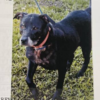 Hera -  Mixed Breed Dog for Adoption in West Palm Beach, Florida - Hera | PetCurious