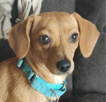 Dachshund Dogs Available for Adoption - Vienna | PetCurious