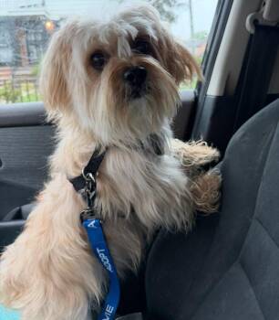 Maltese Dogs Available for Adoption in Huntington, New York - Munchie Available Soon | PetCurious