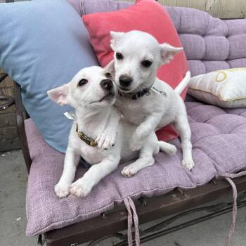 Eli & Peyton -  Chihuahua Dog for Adoption in Buffalo, New York - Eli & Peyton | PetCurious