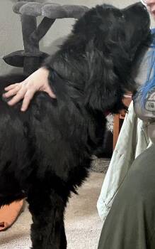 Mia -  Newfoundland Dog Dog for Adoption in Ledyard, Connecticut - Mia | PetCurious