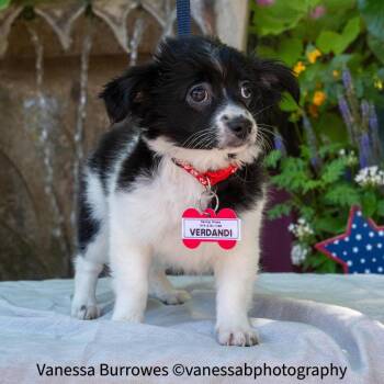 Verdandi -  Chihuahua Dog for Adoption in Wake Forest, North Carolina - Verdandi | PetCurious