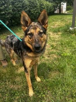 Suzy -  Shepherd and Mixed Breed Dog for Adoption in Morristown, New Jersey - Suzy | PetCurious