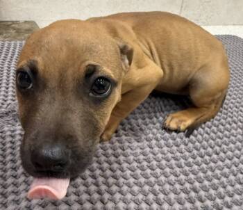 Rescue Black Mouth Cur and Mixed Breed Dogs for Adoption in Honolulu, Hawaii - 59742024 | PetCurious