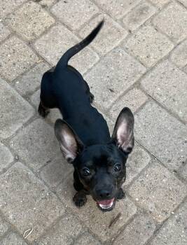 Yanni -  French Bulldog and Chihuahua Dog for Adoption in Flagstaff, Arizona - Yanni | PetCurious