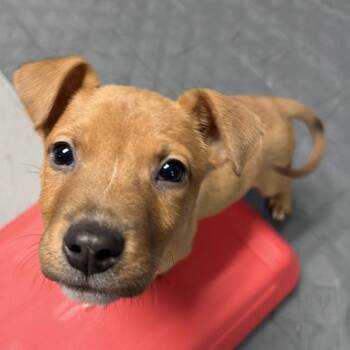 Terrier Dogs Available for Adoption - NY Prince Avail Feb 14 (Tractor Supply Patterson) | PetCurious