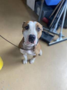 Rescue Pit Bull Terrier Dogs for Adoption in Chula Vista, California - A266438 | PetCurious