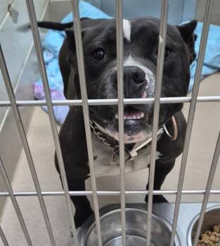 Pit Bull Terrier Dogs Available for Adoption in Decatur, Illinois - PORKCHOP | PetCurious