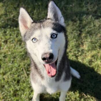 Ramen -  Husky Dog for Adoption in New York, New York - Ramen | PetCurious